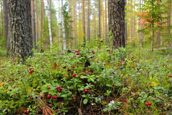  Waldbeeren - ein umweltfreundliches Produkt