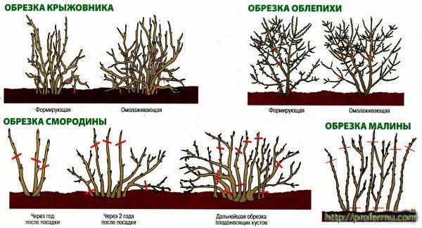  Beschneidungsplan für Obstbüsche