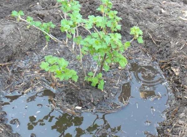  Planter une groseille à l'automne