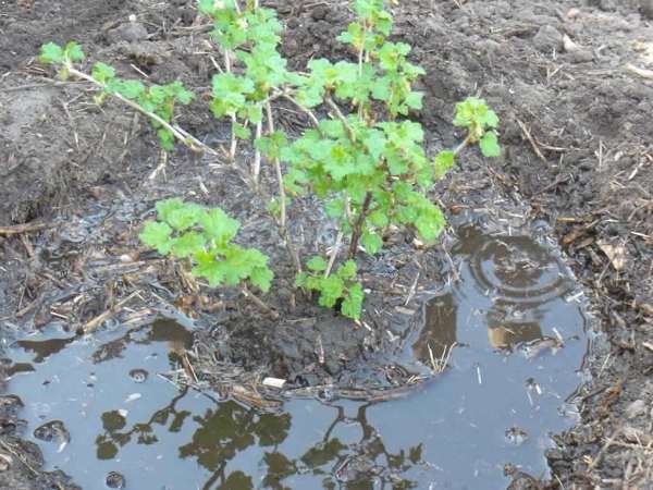  Stachelbeere im Herbst pflanzen