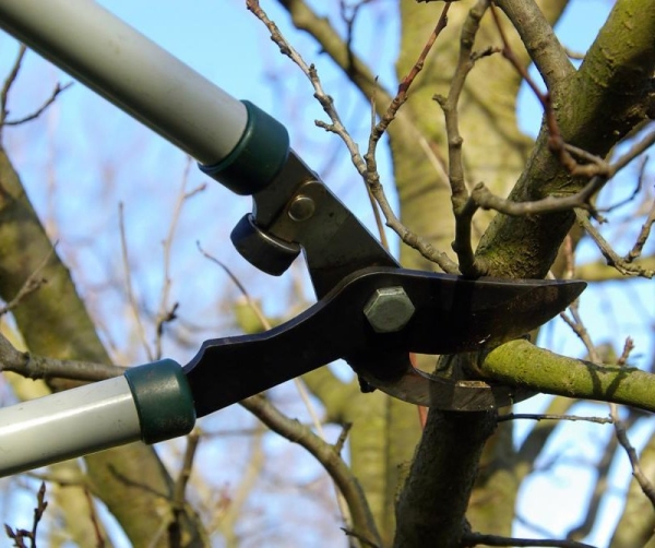  Der Frühjahrsbeschnitt eines alten Kirschbaums bietet die Möglichkeit, den Ertrag zu verbessern