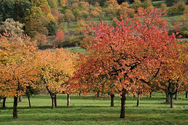  Kirsche braucht Herbstpflege