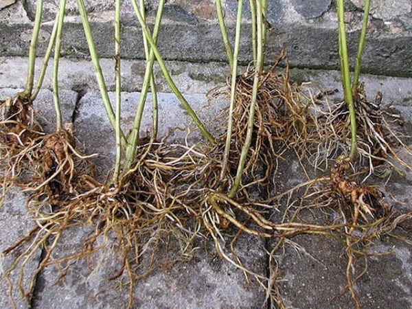  Sanddorn kann durch Teilen des Busches verbreitet werden; es ist vorzuziehen, es im frühen Frühling oder im späten Herbst vor dem Frost zu tun