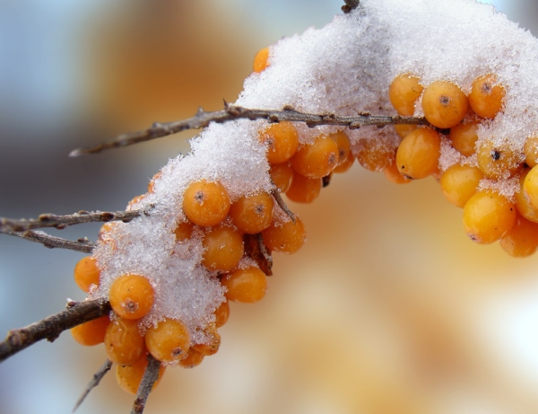  Sie können die Ernte von Sanddorn im Winter übertragen: gefrorene Beeren werden bei der Ernte nicht beschädigt