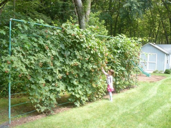  Blackberry Bushes Formation