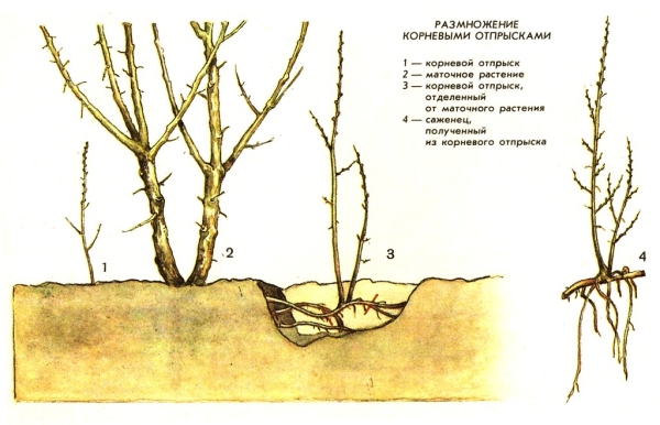  Wenn Sie den Busch des Sanddorns schnell vermehren möchten, berücksichtigen Sie die Art des Unterholzes