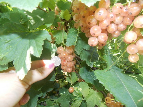  Die durchschnittliche Größe der Beeren einer weißen Johannisbeere