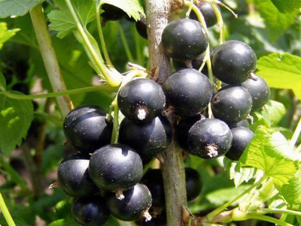  Beeren der Schwarzen Johannisbeere