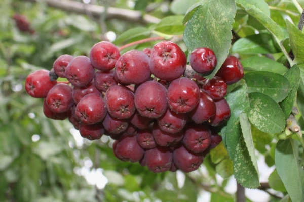  Variétés Rowan de Michurin de liqueur, idéales pour la fabrication de vins de type liqueur, conserves