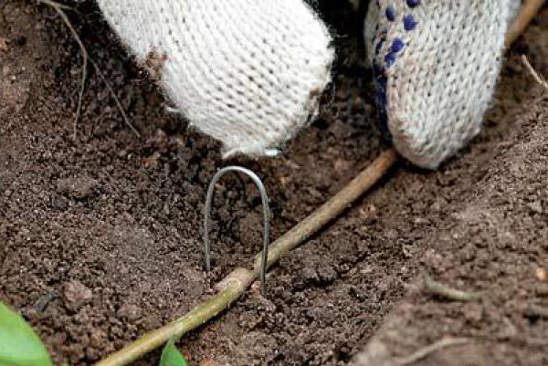  La méthode de propagation de l’argousier par stratification donne des semis de haute qualité, qui ensuite s’enracinent bien