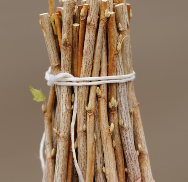  Avant la plantation, les boutures lignifiées sont trempées dans de l’eau, plantées dans le sol, laissant plusieurs bourgeons au-dessus de la surface.