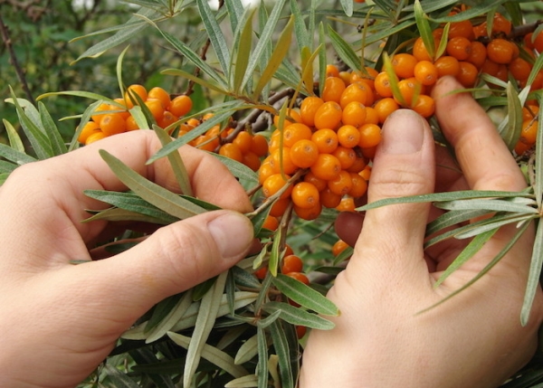  Wie und wann Sanddorn zu ernten, welche Methoden und Geräte zu verwenden sind