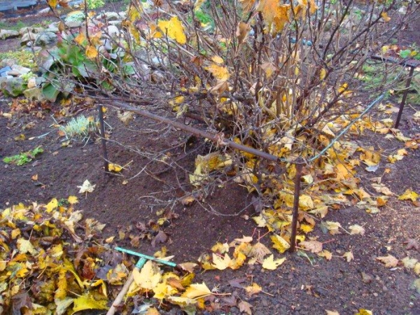  Die Johannisbeeren sind für den Winter vorbereitet: Sie reinigen den Baumstammkreis von Pflanzenresten, die Äste werden bis zur Mitte geerntet und mit Schnüren gebunden