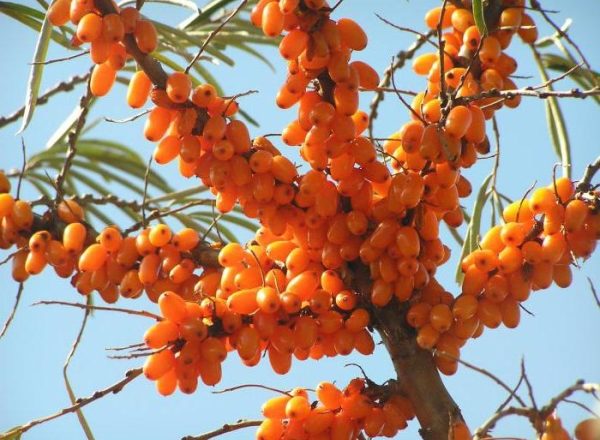  Plantation et culture de l'argousier dans le pays, soins et taille, repiquage des plantes