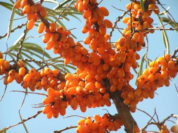  Plantation et culture de l'argousier dans le pays, soins et taille, repiquage des plantes