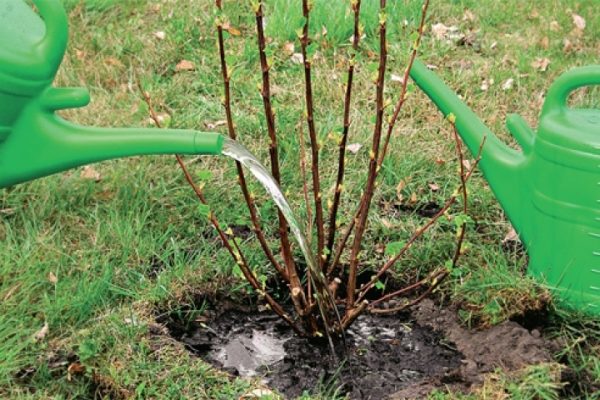  Un arrosage abondant pour le cassis doré n’est nécessaire qu’après la plantation.