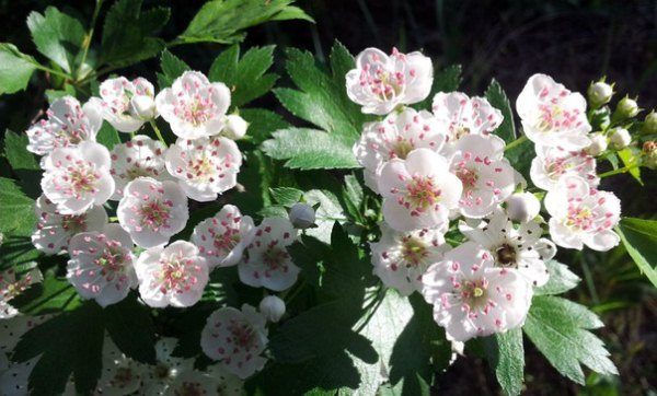  Weißdornblumen sind nützlich bei der Behandlung von Herzkrankheiten.