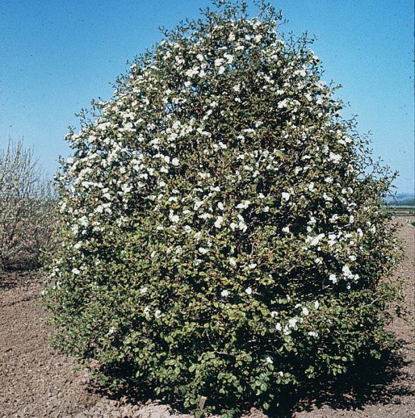  Arnold Weißdorn in voller Blüte