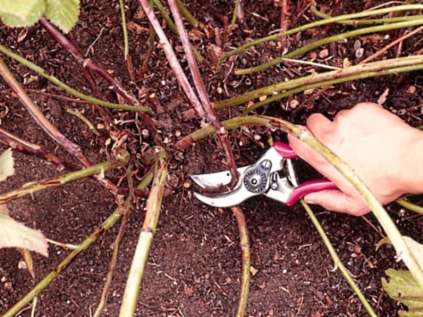  Für Brombeeren ist Beschneiden erforderlich: So wird die Dichte des Busches kontrolliert und die über den Winter gefrorenen Stiele entfernt