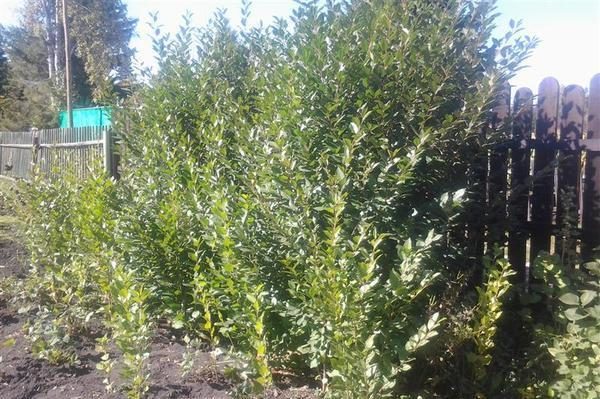  Wurzelwachstum entwässert einen Baum, daher ist es notwendig, ihn loszuwerden