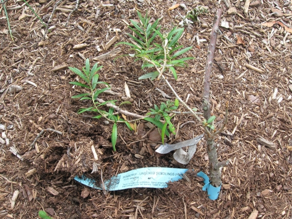  Il est préférable de planter l'argousier au printemps. L'usine aura alors le temps de se renforcer avant le début du froid.