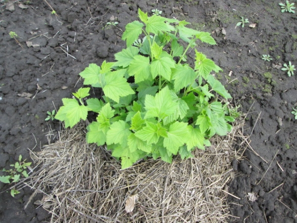  Il est préférable de planter des variétés de groseilles Selechenskaya à l’automne, en plantant un buisson à un angle de 45 degrés