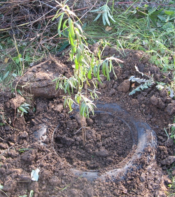  Es gibt erhebliche Unterschiede und Regeln zwischen Frühjahrs- und Herbstpflanzungen für Sanddorn