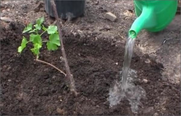  Yoshtu kann im Frühling oder Frühherbst gepflanzt werden