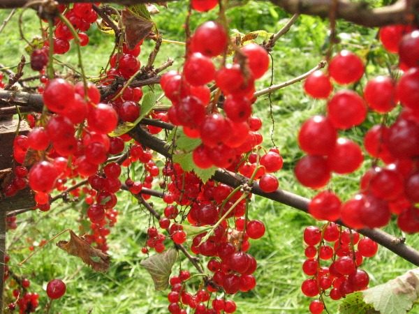  Rote Johannisbeersorte Scharlachrote Morgendämmerung