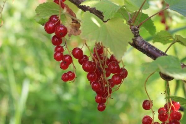  Rote Johannisbeere Chulkovskaya Sorte