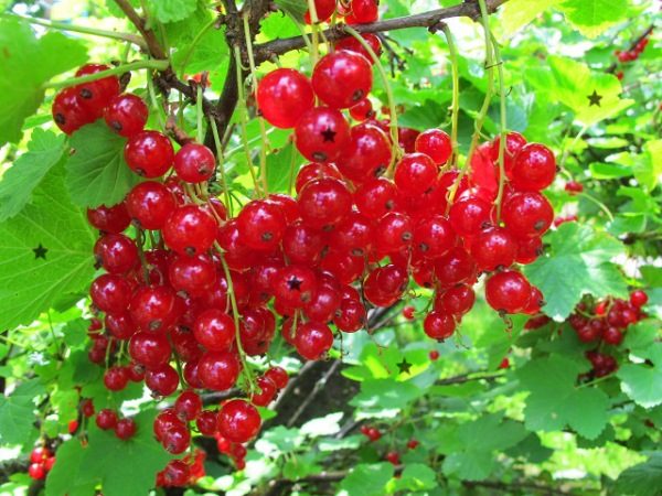  Variété Rolan aux groseilles