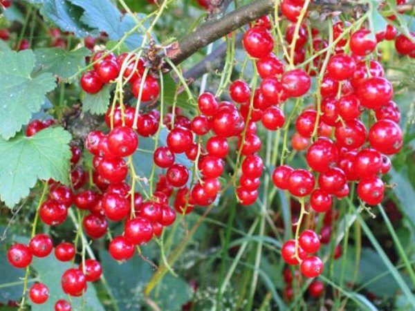  Rote Johannisbeer-Klasse von Ronde