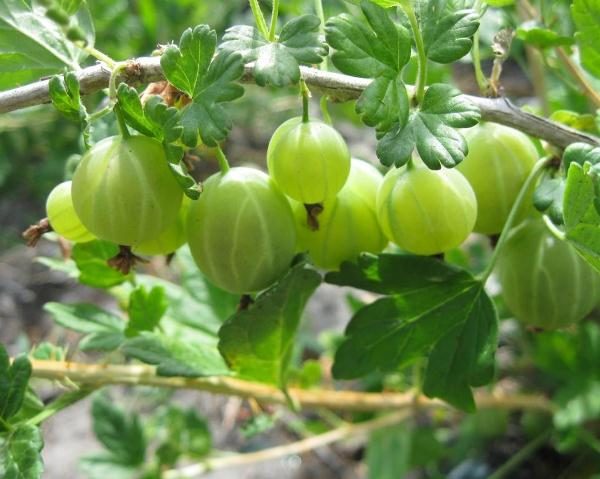  Stachelbeer Beryl