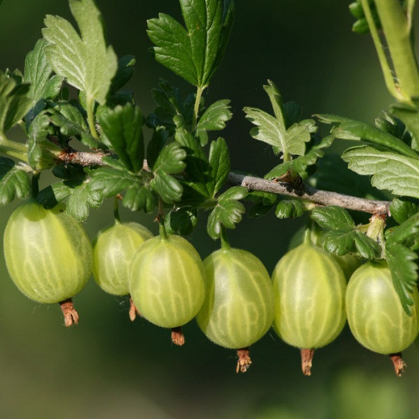  Stachelbeersorte Frühling