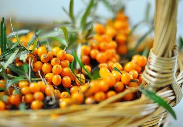  Geerntete Sanddornbeeren