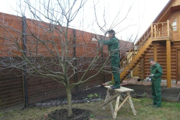  Obstbaum beschneiden