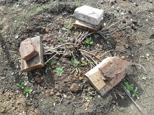  Zum Schutz vor dem Einfrieren kann der Johannisbeerzweig mit Ziegeln oder nichtmetallischen Fliesen auf den Boden gedrückt werden.