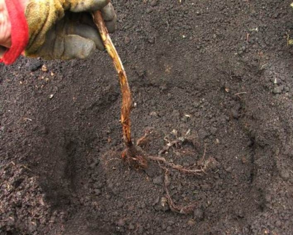  Les mûres sont plantées verticalement avec la racine du col utérin approfondissant de 1,5 à 3 cm, recouvertes de substrat et arrosées