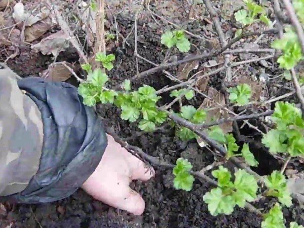  Se préparer à la reproduction des groseilles en divisant le buisson