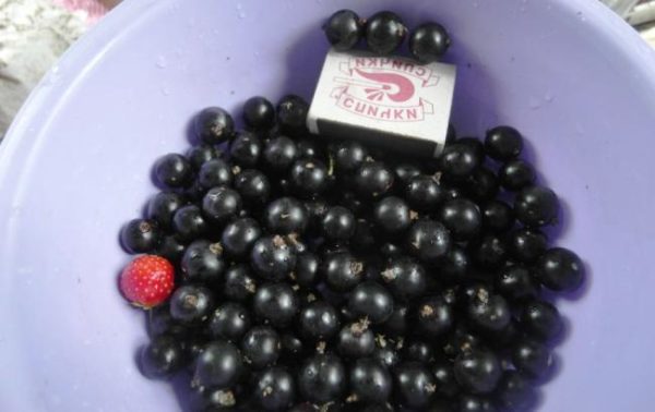  Größen von reifen Beeren der Pygmäen-Johannisbeere