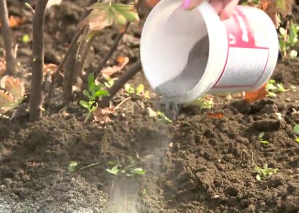  Bevor man sich in den Boden graben kann, muss Holzasche hinzugefügt werden, die Phosphor und Kalium enthält.