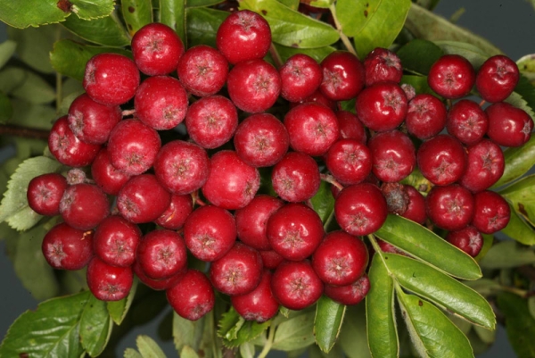  Rubinsorte ashberry eignet sich gut für die Verarbeitung zu Säften, Gelees, Weinen, Likören und Gelee