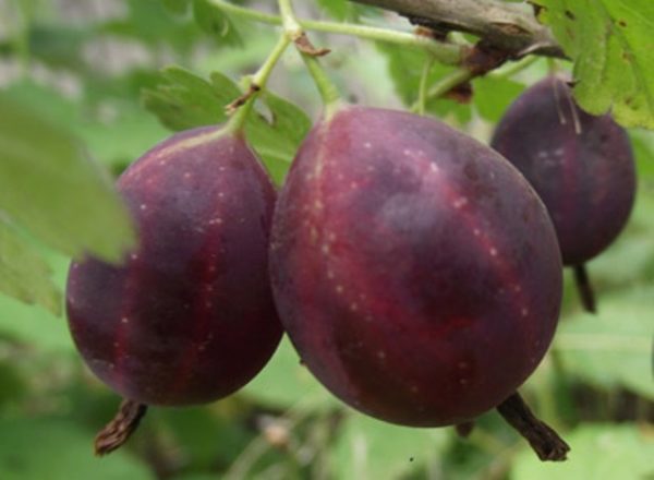  Schwarze Stachelbeerebeeren