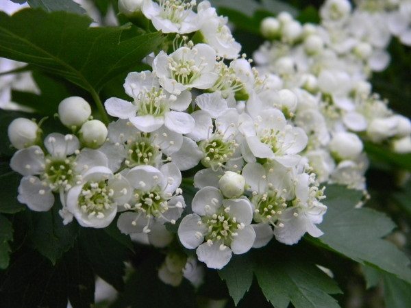  Fleurs d'aubépine