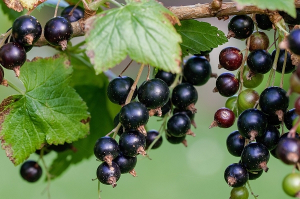  Comment transplanter correctement un cassis dans un nouvel endroit: le choix des conditions et des étapes de la transplantation