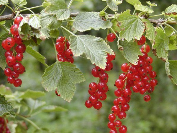  Heilende Eigenschaften der roten Johannisbeere