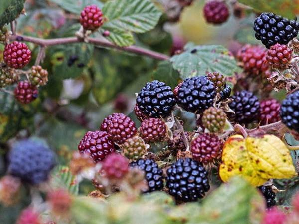  Saftige Brombeere bereit zu ernten