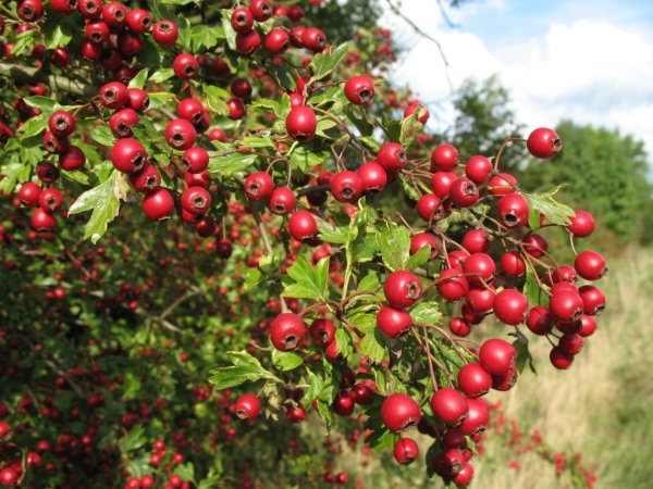  Beeren und Weißdornblüten sind sehr nützlich für die menschliche Gesundheit, notwendig für diejenigen, die an Herz-Kreislauf-Erkrankungen leiden