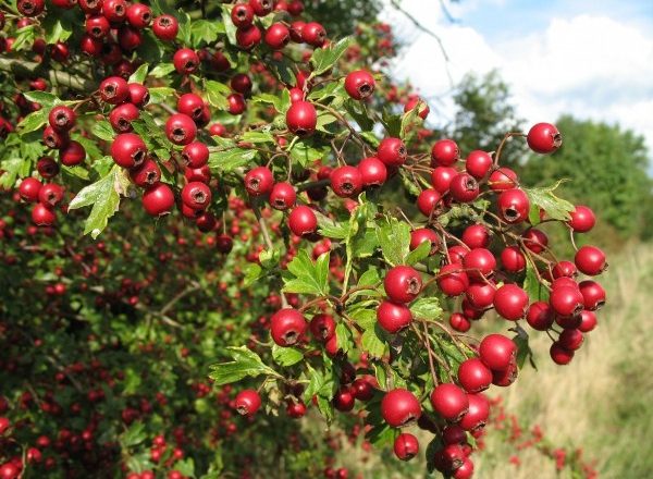  Hawthorn