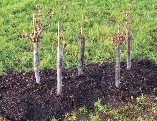  Prendre soin de l'aubépine après la plantation est la taille, arroser et assouplir le sol, fertiliser avec du fumier avant la floraison